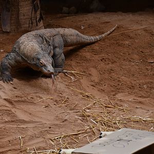Komodo Dragon