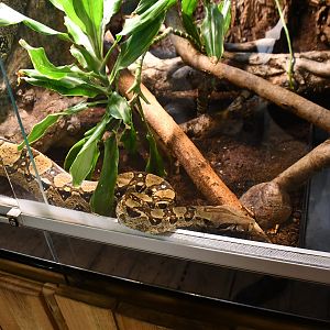 Boa Constrictor