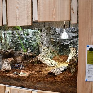 exhibit for juvenile Radiated Tortoises (House of Giants)