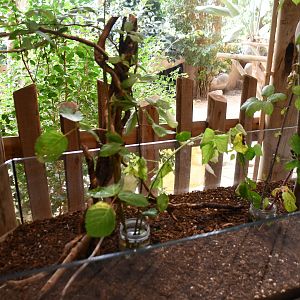 Khao Stick Insect (Phaenopharos khaoyaiensis) exhibit (House of Giants)