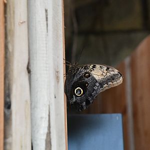 Caligo telamonius memnon (House of Giants)