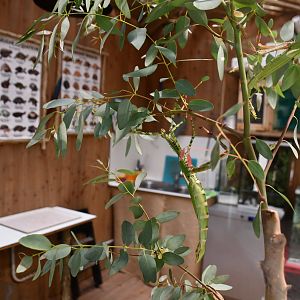Goliath Stick Insect (Eurycnema goliath) in the House of Giants