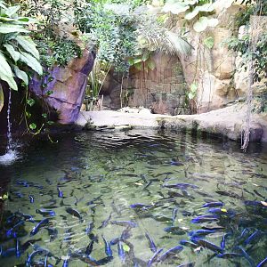African Dwarf Crocodiles exhibit (House of Giants)