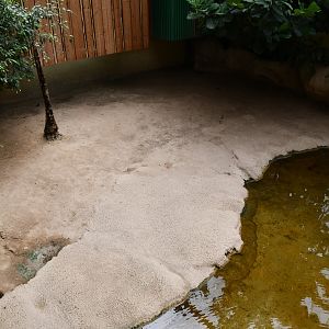 indoor Aldabra Giant Tortoise exhibit (House of Giants)