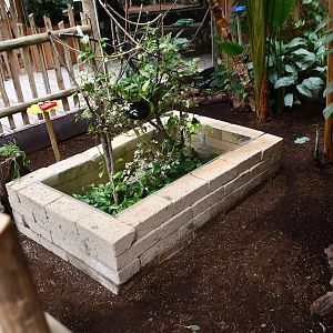 Radiated Tortoise and Panther Chameleon exhibit (House of Giants)