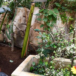 Radiated Tortoise and Panther Chameleon exhibit (House of Giants)