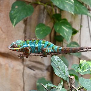Panther Chameleon