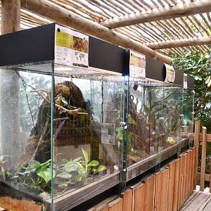 Invertebrates terrariums (House of Giants)