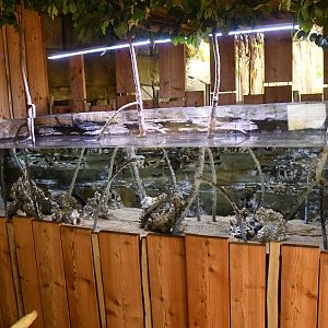 Mangrove tank (House of Giants)