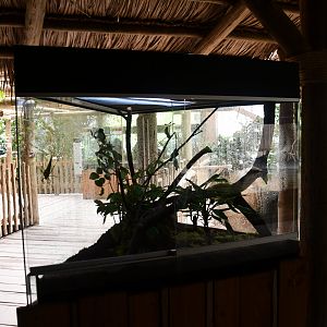 Papuan Giant Hooded Katydid (Siliquofera grandis) terrarium (House of Giants)