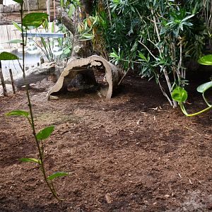 Yellow-footed Tortoise exhibit (House of Giants)
