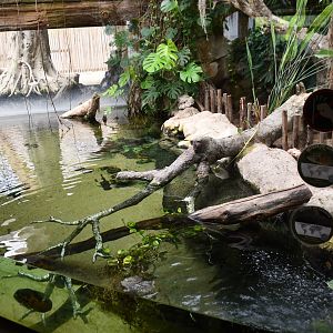 Green Anaconda exhibit (House of Giants)