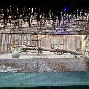 indoor Giant Otter exhibit (House of Giants)