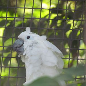 White Cockatoo