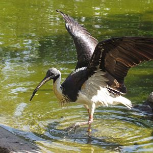 Straw-necked Ibis