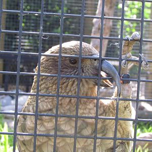 Kea