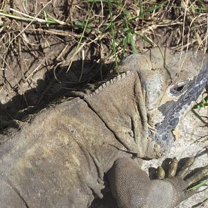 Rhinoceros Iguana