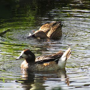 Chiloe Wigeon and Red Shoveler