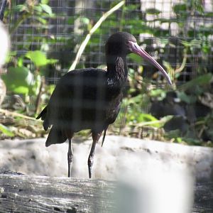 Puna Ibis