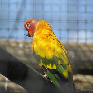 Sun Parakeet