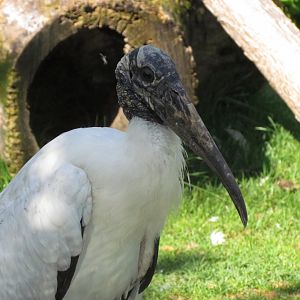 Wood Stork