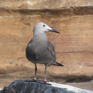 Grey Gull