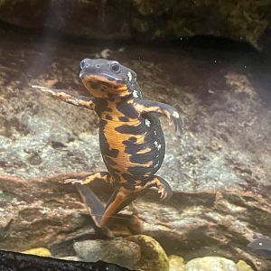 Okinawa Sword-tail Newt