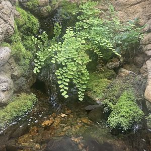 Idaho Giant Salamander Exhibit