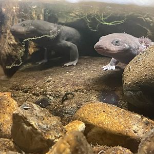 Idaho Giant Salamanders