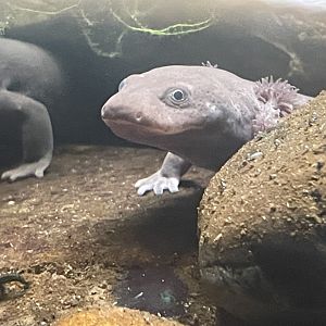 Idaho Giant Salamander