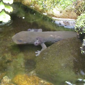 Idaho Giant Salamander