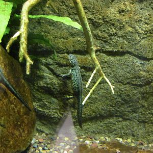 Black-spotted Newt