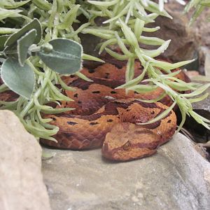 Long-nosed Viper