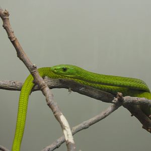 Eastern Green Mamba