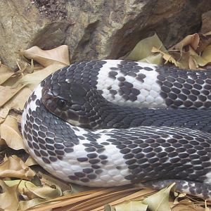 Indochinese Spitting Cobra