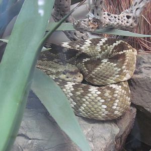 Northern Black-tailed Rattlesnake