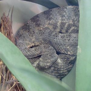 Tiger Rattlesnake