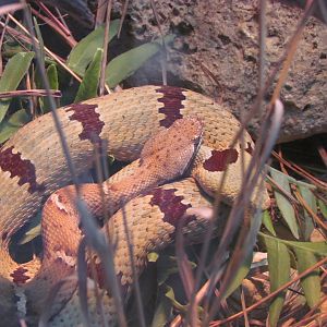 Arizona Ridge-nosed Rattlesnake and Banded Rock Rattlesnake