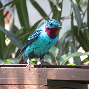 Spangled Cotinga