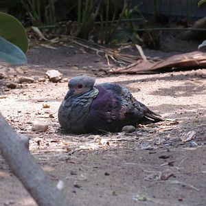 Crested Quail-dove