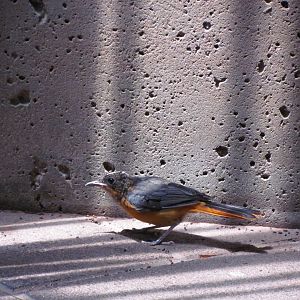 Snowy-crowned Robin-chat