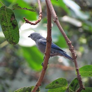 Blue-gray Tanager