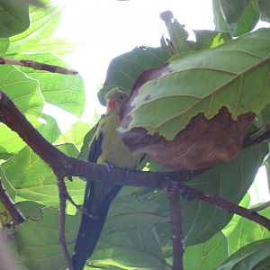 Regent Parrot