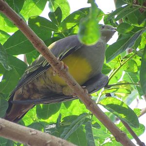 Bruce’s Green Pigeon