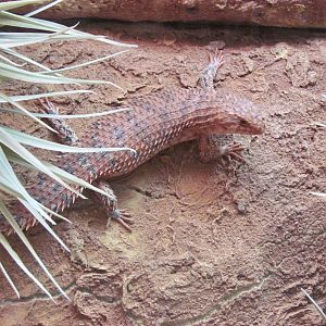 Eastern Pilbara Spiny-tailed Skink