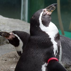 Humboldt Penguins (Columbus Zoo)