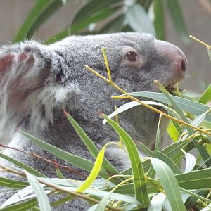 Koala, indoor exhibit (Columbus Zoo)