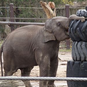 Asian Elephant calf, Frankie, 2.5 yrs old