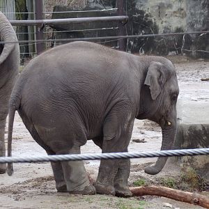 Asian Elephant calf, Frankie, 2.5 yrs old