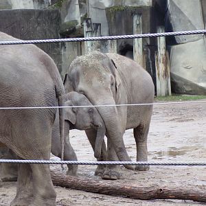 Asian Elephants, Sunny and Frankie
